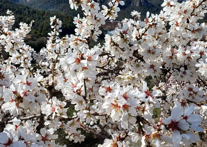 Priorat Ca La Iolanda \