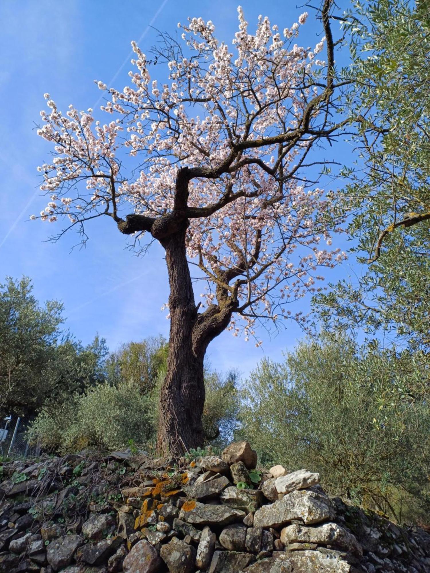 Ferienhaus Priorat Ca La Iolanda 